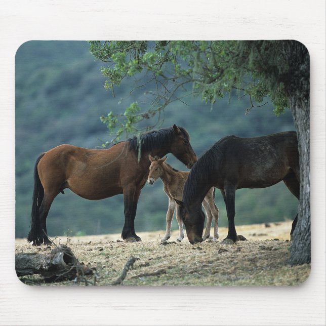 Mousepad Égua & potro selvagens do mustang (Frente)
