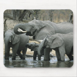 Mousepad Elefante-africano, (Loxodonta africana), bebendo
