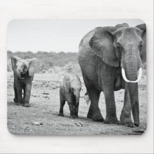 Mousepad Elefante africano & vitelas Kenya, África