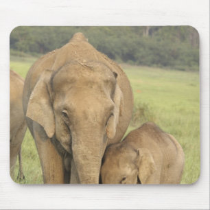 Mousepad Elefante indiano / asiático e filhote, Corbett