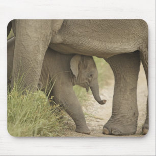 Mousepad Elefante Indiano / Asiático e filhote, Corbett