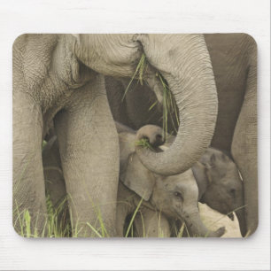 Mousepad Elefante indiano / asiático e filhote, Corbett 3