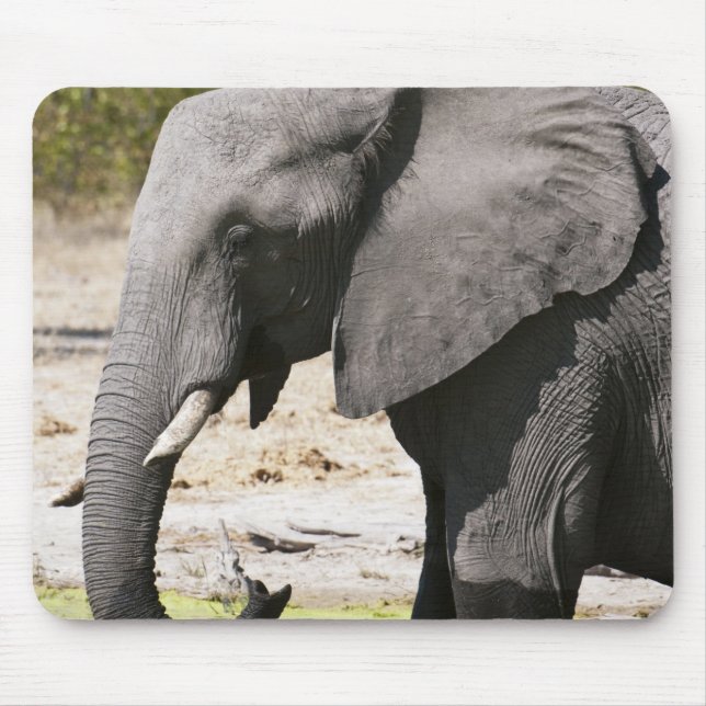 Mousepad Elefante (Loxodonta africana), Canal Savute (Frente)
