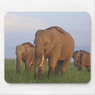 Mousepad Elefantes indianos na pastagem
