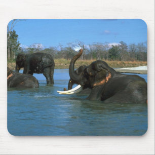 Mousepad Elefantes indianos que encontram-se para baixo,