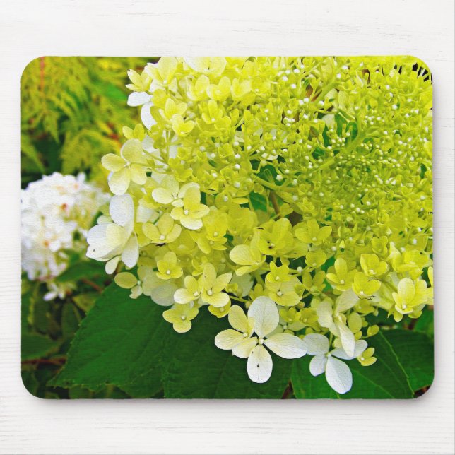 Mousepad Elegante Hortênsia Limelight Verde Chartreuse (Frente)