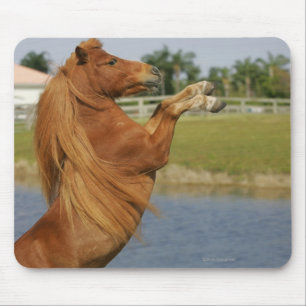 Mousepad Elevação diminuta do cavalo