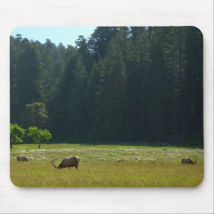 Mousepad Elk Meadow no Parque Nacional Redwood