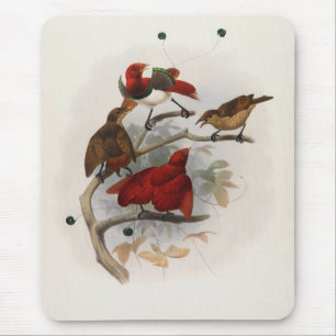 Mousepad Elliot - Cicinberus regius - Rei Pássaro do Para
