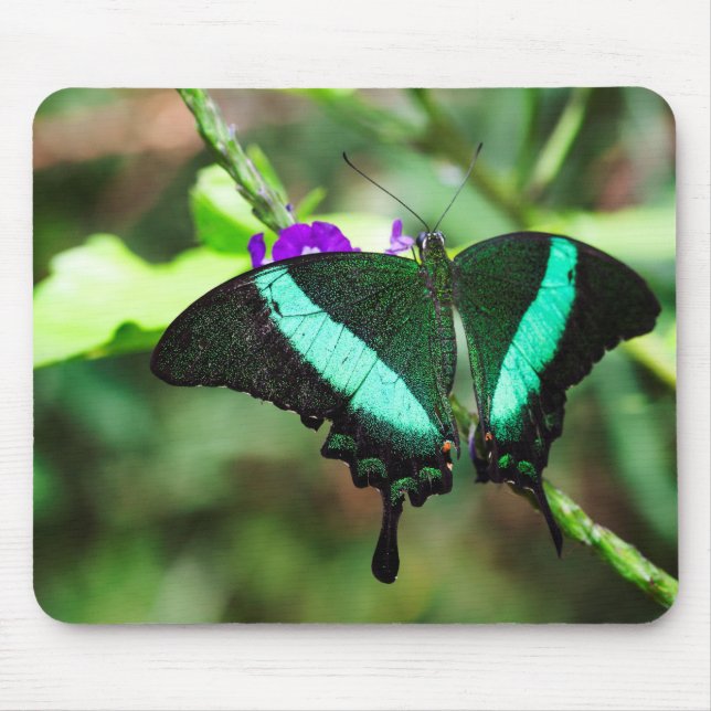 Mousepad Emerald Swallowtail Exótico (Frente)