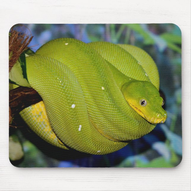 Mousepad Emerald Tree Boa Cobra (Frente)