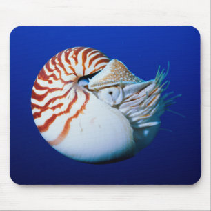 Mousepad Encerramento De Nautilus Cambaleado