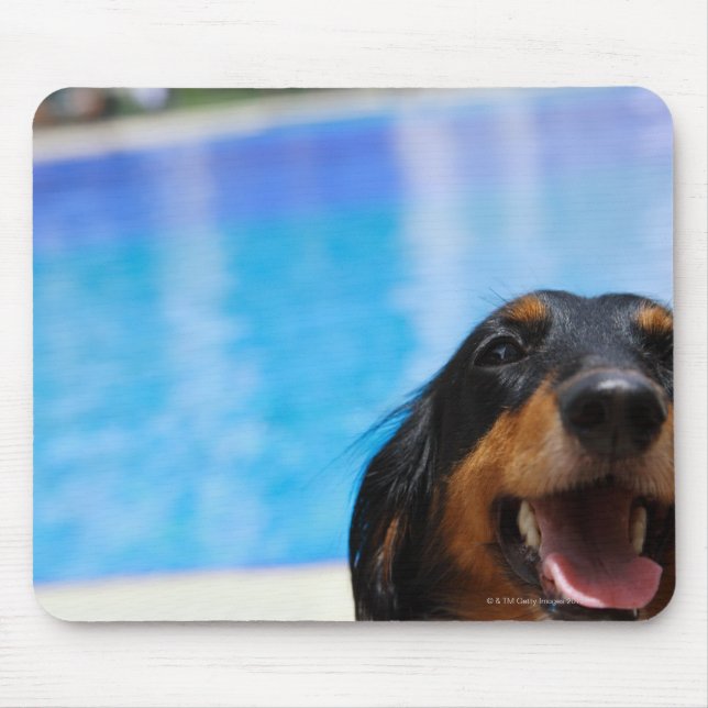 Mousepad Encerramento de um cão Dachshund (Frente)