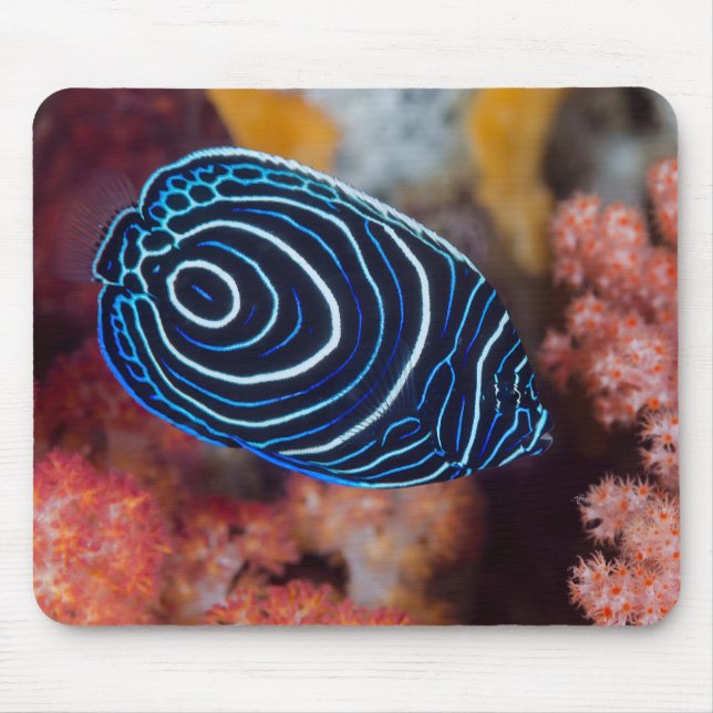 Mousepad Encerramento do Imperador Angelfish (Frente)