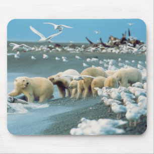 Mousepad Encosta Norte do Alasca. Ursos polares Ursus
