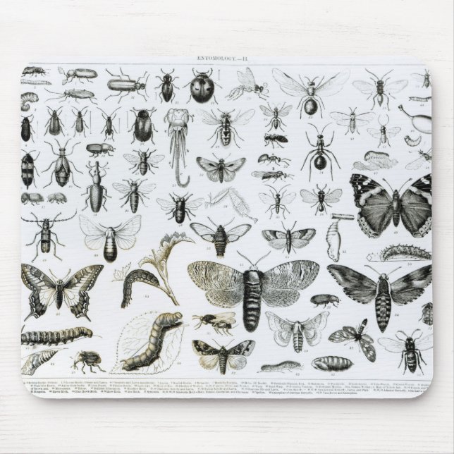Mousepad Entomologia (Frente)