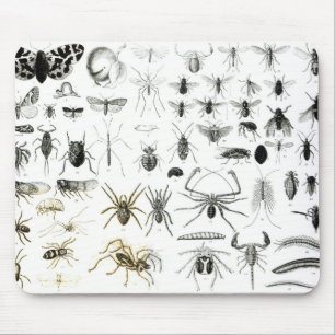 Mousepad Entomologia, Myriapoda e aracnídeos