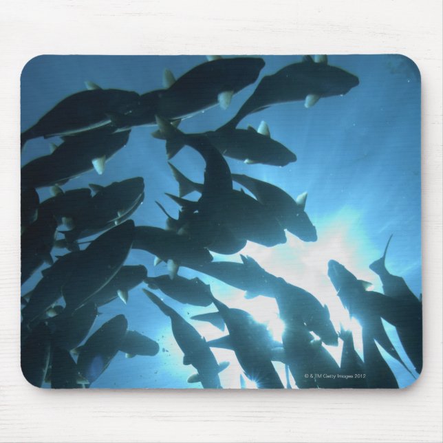 Mousepad Equador, arquipélago de Galápagos, Ilha Wolf, (Frente)