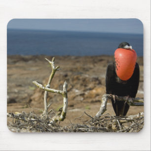 Mousepad Equador, Galápagos, Ilha Genovesa. Príncipe