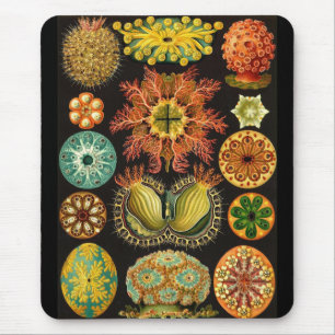 Mousepad Ernst Haeckel - Ascidiae