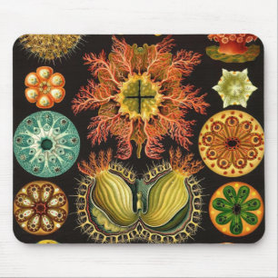Mousepad Ernst Haeckel - Ascidiae Detail1