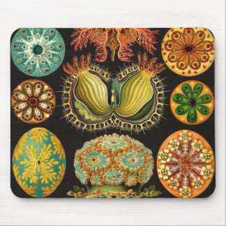 Mousepad Ernst Haeckel - Ascidiae Detail2