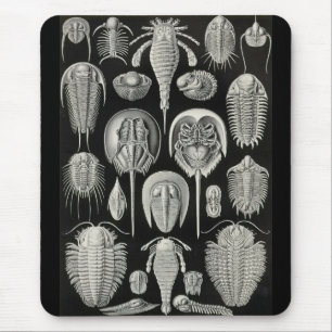 Mousepad Ernst Haeckel - Aspidonia