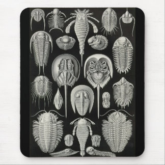 Mousepad Ernst Haeckel - Aspidonia