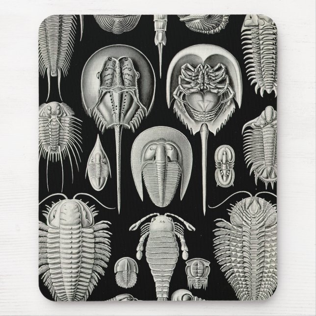 Mousepad Ernst Haeckel Aspidonia (Frente)