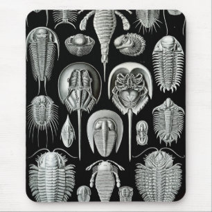Mousepad Ernst Haeckel - Aspidonia
