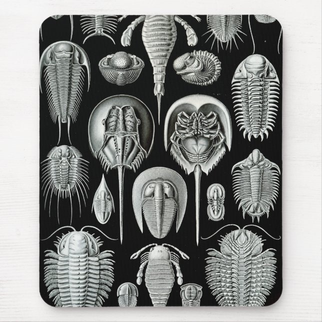 Mousepad Ernst Haeckel - Aspidonia (Frente)