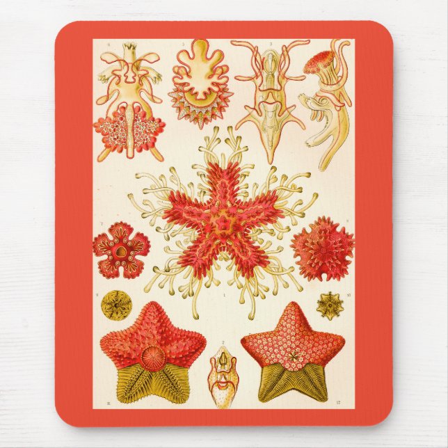 Mousepad Ernst Haeckel Asteridea (Frente)