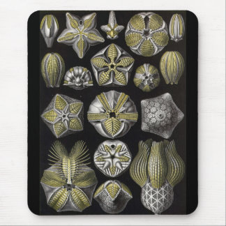 Mousepad Ernst Haeckel - Blastoidea