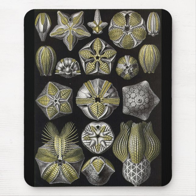 Mousepad Ernst Haeckel - Blastoidea (Frente)