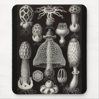 Mousepad Ernst Haeckel - cogumelos de Basimycetes