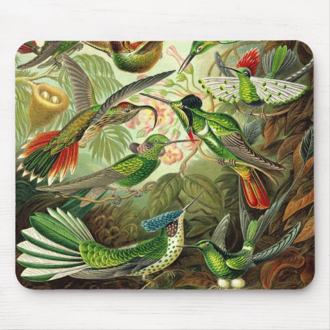 Mousepad Ernst Haeckel - colibris Detail2 do Trochilidae (Frente)