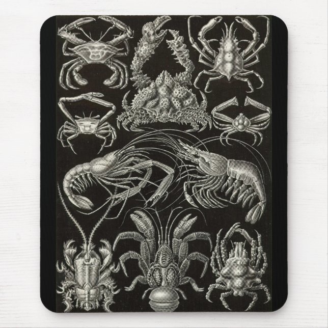 Mousepad Ernst Haeckel - Decapoda (Frente)