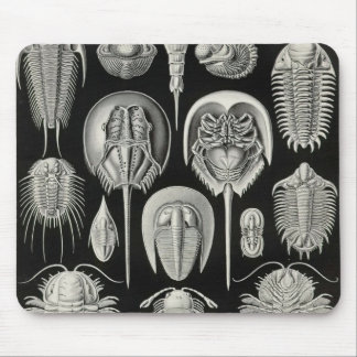 Mousepad Ernst Haeckel - detalhe de Aspidonia