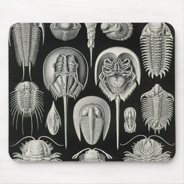 Mousepad Ernst Haeckel - detalhe de Aspidonia (Frente)