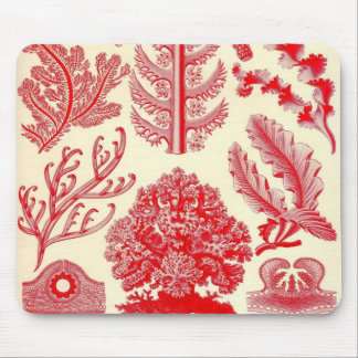Mousepad Ernst Haeckel - detalhe de Florideae
