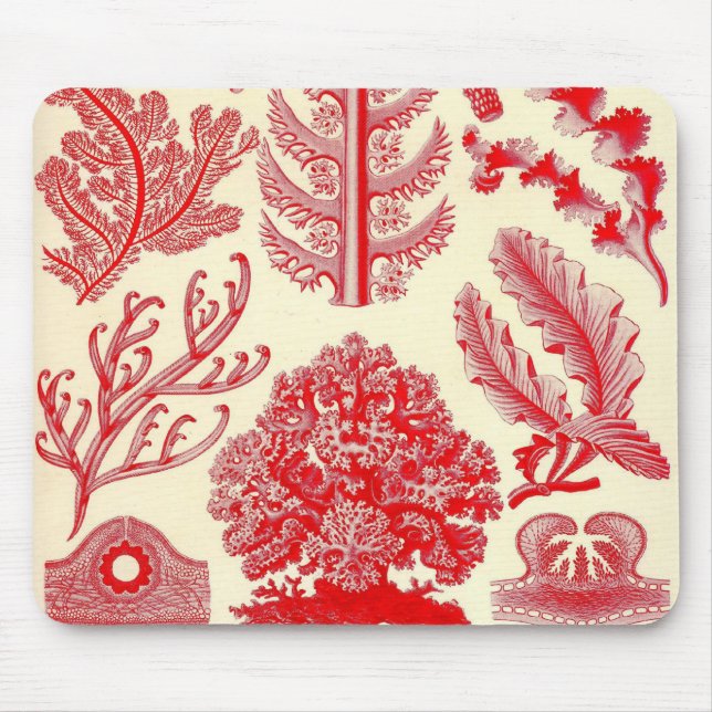 Mousepad Ernst Haeckel - detalhe de Florideae (Frente)