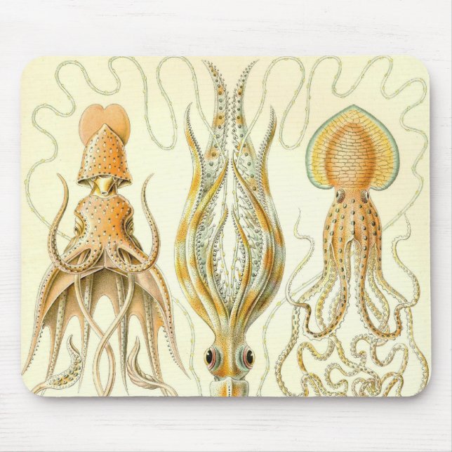 Mousepad Ernst Haeckel - detalhe de Gamochonia (Frente)
