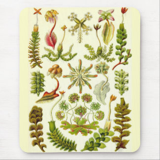 Mousepad Ernst Haeckel - Hepaticae