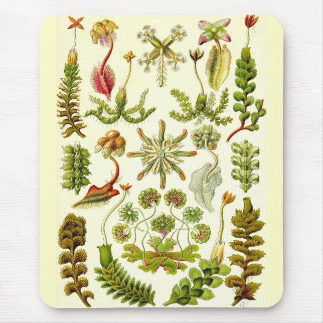 Mousepad Ernst Haeckel - Hepaticae (Frente)