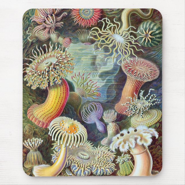 Mousepad Ernst Haeckel Kunstformen der Nature Actiniae (Frente)