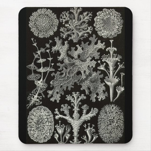 Mousepad Ernst Haeckel - Lichenes (Frente)