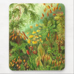 Mousepad Ernst Haeckel - Muscinae<br><div class="desc">Ernst Haeckel - Muscinae</div>