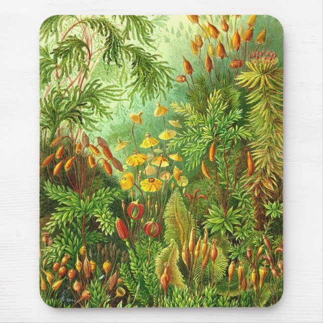 Mousepad Ernst Haeckel - Muscinae (Frente)