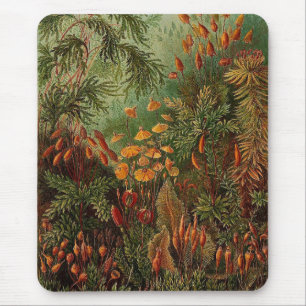 Mousepad Ernst Haeckel Muscinae ilustração da safra