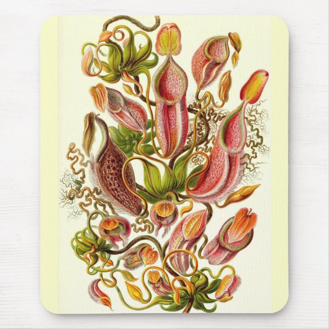 Mousepad Ernst Haeckel - Nepenthaceae (Frente)